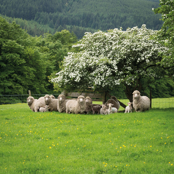 Ethical production and environmental sustainability